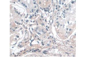 DAB staining on IHC-P Samples:Human Stomach Tissue) (APOA1 Antikörper  (AA 122-267))