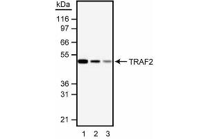 Western blot analysis of TRAF2. (TRAF2 Antikörper  (AA 93-199))