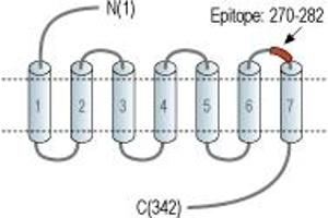 Representative domain view of the target of ABIN7582064.