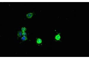 Immunofluorescent analysis of Hela cells using ABIN7166614 at dilution of 1:100 and Alexa Fluor 488-congugated AffiniPure Goat Anti-Rabbit IgG(H+L) (PCBD1 Antikörper  (AA 2-104))