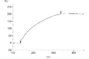 Target binding kinetics (Biacore (Maus anti-Human IgE (Fc Region) Antikörper)