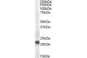 ABIN185544 (0. (VPS25 Antikörper  (Internal Region))