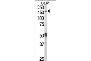 Western blot analysis of CNTN Antibody (Center) (ABIN652646 and ABIN2842434) in CEM cell line lysates (35 μg/lane). (CNTNAP2 Antikörper  (AA 1079-1106))