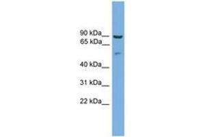 Image no. 1 for anti-Cornulin (CRNN) (C-Term) antibody (ABIN6744723) (CRNN Antikörper  (C-Term))