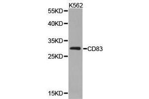 Western Blotting (WB) image for anti-CD83 (CD83) antibody (ABIN1871655) (CD83 Antikörper)