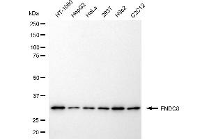 Western blotting analysis using FNDC8 antibody (ABIN7798615).