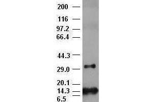 bFGF antibody (2H11) at 1:10000 + Recombinant human bFGF (FGF2 Antikörper  (AA 10-155))