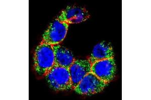 Immunofluorescence (IF) image for anti-Mucin 20, Cell Surface Associated (MUC20) antibody (ABIN2995266)