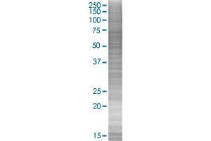 HRG transfected lysate. (HRG 293T Cell Transient Overexpression Lysate(Denatured))