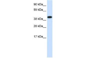 WB Suggested Anti-HSPA1A Antibody Titration:  1. (HSP70 1A Antikörper  (Middle Region))