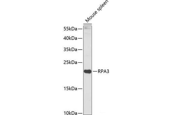 RPA3 Antikörper