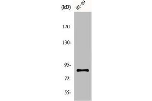 Western Blot analysis of COS7 cells using ENX-2 Polyclonal Antibody (EZH1 Antikörper  (Internal Region))
