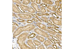 Immunohistochemistry of paraffin-embedded mouse kidney using ERK1/2 Rabbit mAb (ABIN7268620) at dilution of 1:100 (40x lens). (ERK1 Antikörper)