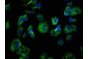 Immunofluorescence staining of MCF-7 cells with ABIN7155241 at 1:133, counter-stained with DAPI. (HRH4 Antikörper  (AA 204-292))