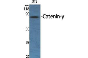 Western Blot (WB) analysis of specific cells using Catenin-gamma Polyclonal Antibody. (JUP Antikörper  (C-Term))