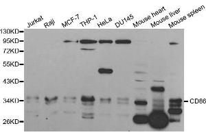 Western blot analysis of extracts of various cell lines, using CD86 antibody. (CD86 Antikörper  (AA 30-247))