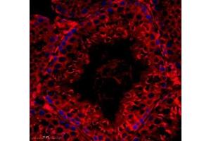 Immunofluorescence of paraffin embedded rat testis using Tuba3a (ABIN7076051) at dilution of 1: 600 (350x lens) (Tuba3a Antikörper)