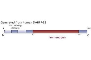 Image no. 2 for anti-Protein Phosphatase 1, Regulatory (Inhibitor) Subunit 1B (PPP1R1B) (AA 70-181) antibody (ABIN968572) (DARPP32 Antikörper  (AA 70-181))