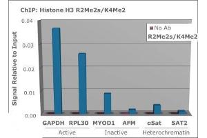 Chromatin Immunoprecipitation (ChIP) image for anti-Histone 3 (H3) (H3K4me2), (H3R2me2s) antibody (ABIN5706792)
