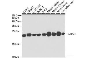 Western blot analysis of extracts of various cell lines using ATP5H Polyclonal Antibody at dilution of 1:1000. (ATP5H Antikörper)