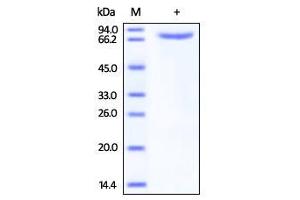 Biotinylated Human Transferrin R on SDS-PAGE under reducing (R) condition. (Transferrin Receptor Protein (AA 89-760) (His tag,Biotin))