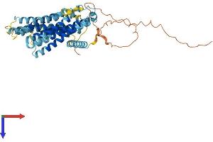 TMEM184C Protein (AA 1-438) (His tag)