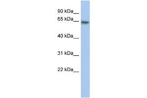WB Suggested Anti-PAX7 Antibody Titration:  0. (PAX7 Antikörper  (Middle Region))
