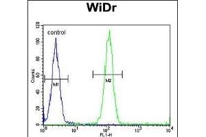 ACCN1 Antibody (Center) (ABIN653161 and ABIN2842729) flow cytometric analysis of WiDr cells (right histogram) compared to a negative control cell (left histogram). (ACCN1 Antikörper  (AA 120-148))
