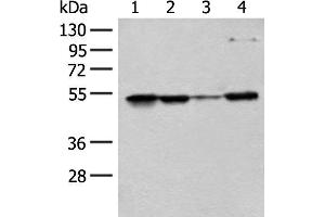 Western blot analysis of 293T Hela and HEPG2 cell lysates using RRP1 Polyclonal Antibody at dilution of 1:400