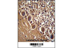 FARSB Antibody immunohistochemistry analysis in formalin fixed and paraffin embedded human cerebellum tissue followed by peroxidase conjugation of the secondary antibody and DAB staining. (FARSB Antikörper  (C-Term))