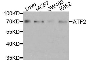 Western blot analysis of extracts of various cell lines, using ATF2 antibody (ABIN5971182) at 1/1000 dilution. (ATF2 Antikörper)