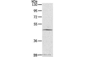 Western blot analysis of TM4 cell, using CERS3 Polyclonal Antibody at dilution of 1:200 (LASS3 Antikörper)