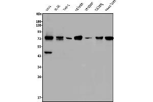 Western blot analysis of NOVA2 using anti-NOVA2 antibody (ABIN7599078).