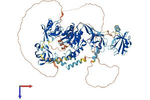 DLG1 Protein (AA 1-905) (His tag)