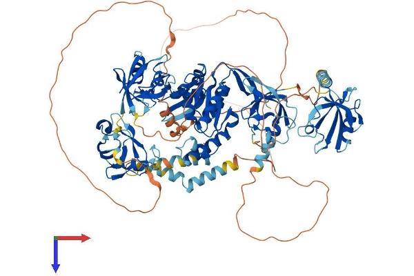 DLG1 Protein (AA 1-905) (His tag)