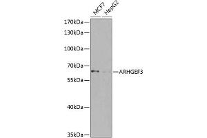 Western blot analysis of extracts of various cell lines, using  antibody (ABIN6131131, ABIN6137094, ABIN6137095 and ABIN6224569) at 1:1000 dilution. (ARHGEF3 Antikörper  (AA 287-526))