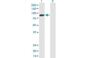Western Blot analysis of TTC15 expression in transfected 293T cell line by TTC15 MaxPab polyclonal antibody.