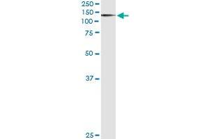 Immunoprecipitation of AXL transfected lysate using anti-AXL monoclonal antibody and Protein A Magnetic Bead , and immunoblotted with AXL MaxPab rabbit polyclonal antibody.