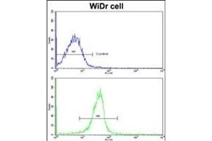 Flow cytometric analysis of widr cells using KLF6 Antibody (N-term)(bottom histogram) compared to a negative control cell (top histogram).
