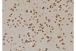 ABIN6273409 at 1/100 staining Human brain tissue by IHC-P. (USP1 Antikörper  (C-Term))