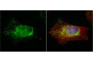 ICC/IF Image PTER antibody detects PTER protein at cytoplasm by immunofluorescent analysis. (PTER Antikörper)