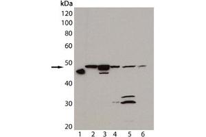 Western blot analysis of HSP47, mAb (M16. (SERPINH1 Antikörper)