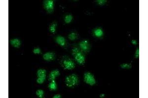 Anti-ANXA3 mouse monoclonal antibody (ABIN2454000) immunofluorescent staining of COS7 cells transiently transfected by pCMV6-ENTRY ANXA3 (RC201540). (Annexin A3 Antikörper)