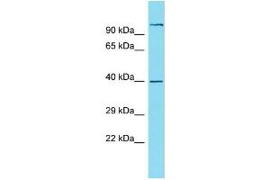 Host: Rabbit Target Name: NUDT19 Sample Type: OVCAR-3 Whole Cell lysates Antibody Dilution: 1.