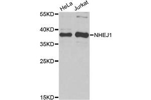 Western blot analysis of extracts of various cell lines, using NHEJ1 antibody. (NHEJ1 Antikörper)