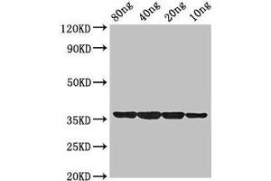 Western Blot Positive WB detected in Recombinant protein All lanes: dps antibody at 2 μg/mL Secondary Goat polyclonal to rabbit IgG at 1/50000 dilution Predicted band size: 36 kDa Observed band size: 36 kDa