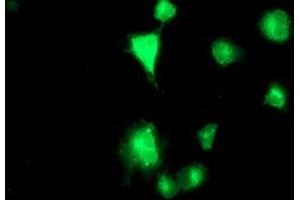 Anti-TMPRSS5 mouse monoclonal antibody (ABIN2454956) immunofluorescent staining of COS7 cells transiently transfected by pCMV6-ENTRY TMPRSS5 (RC223774). (TMPRSS5 Antikörper)