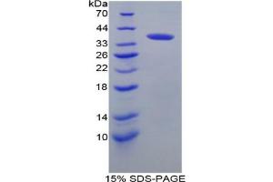 SDS-PAGE analysis of Mouse IRF6 Protein.