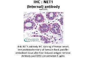 Image no. 1 for anti-Neuroepithelial Cell Transforming 1 (NET1) (Internal Region) antibody (ABIN1737274) (NET1 Antikörper  (Internal Region))