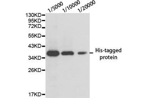 Image no. 3 for anti-His Tag antibody (ABIN2932978) (His Tag Antikörper)